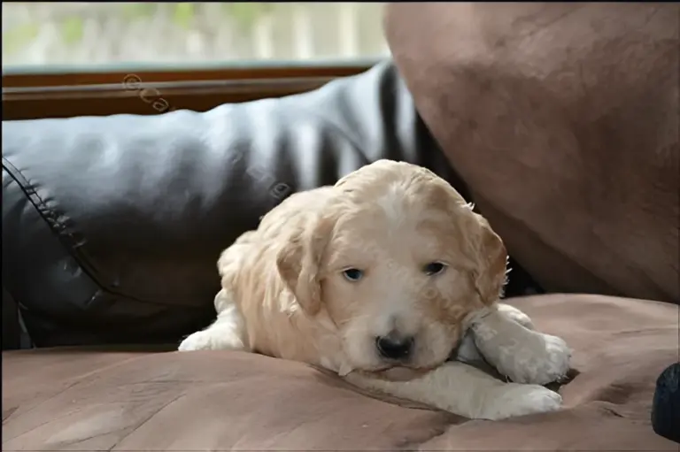 Cream three-week-old Goldendoodle puppy lying on a couch