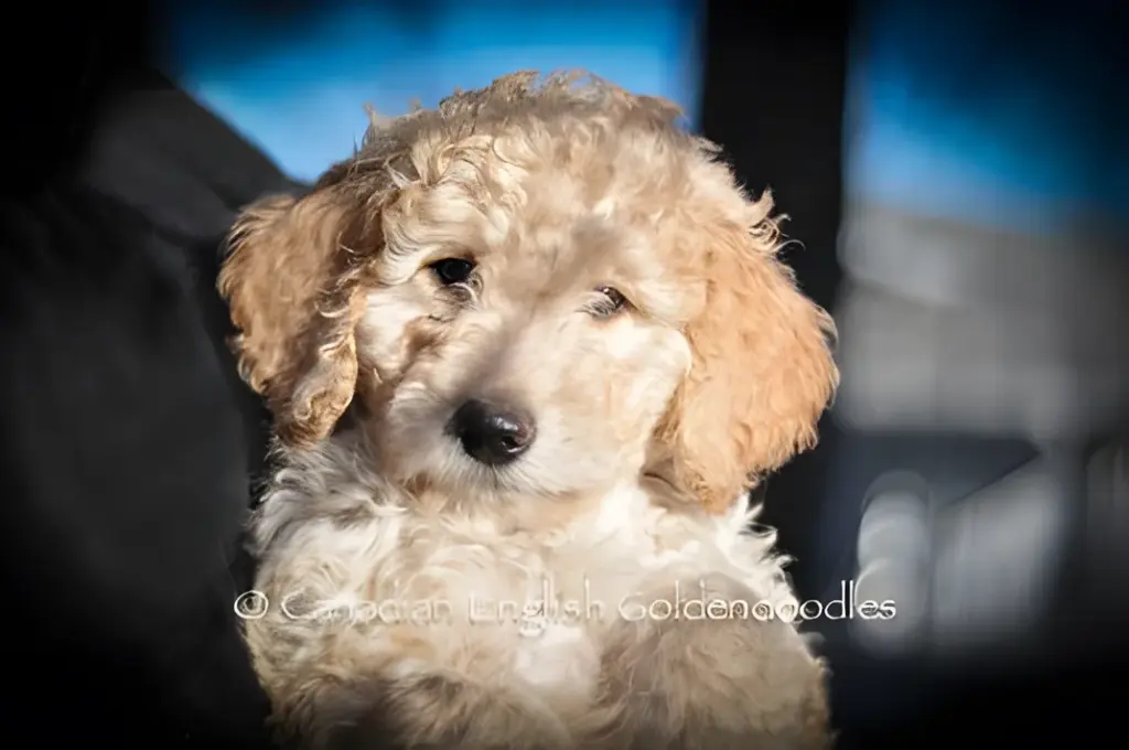 Curly apricot Goldendoodle puppy held in someone's arms