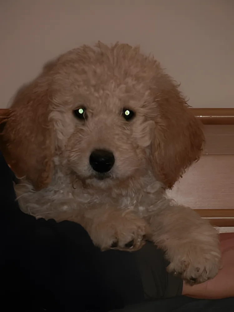 Curly apricot Goldendoodle puppy sitting on someone's lap
