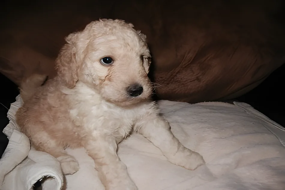 Curly cream Goldendoodle puppy lying on a blanket