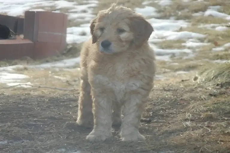Fluffy cream Goldendoodle puppy standing outdoors in early spring