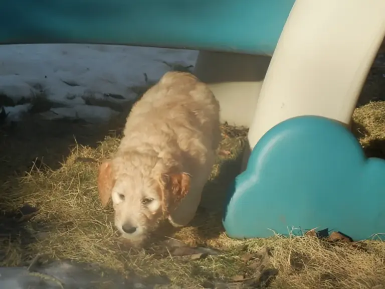Golden Goldendoodle puppy exploring straw beside a toy slide