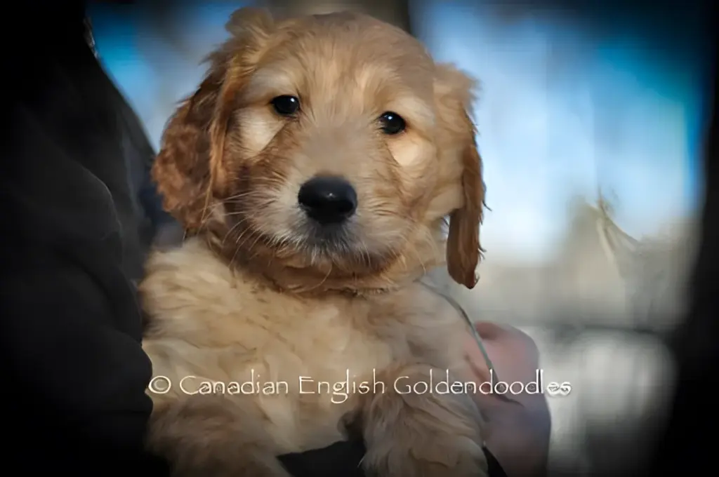 Golden Goldendoodle puppy held in someone's arms outdoors