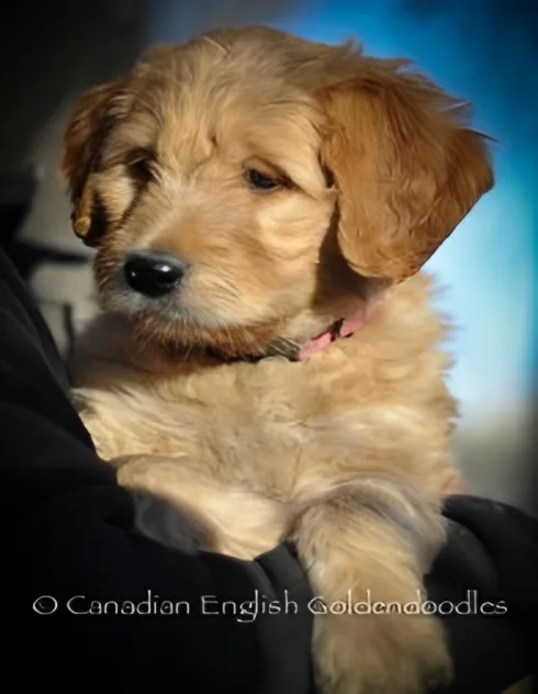 Golden Goldendoodle puppy held in someone's arms outdoors
