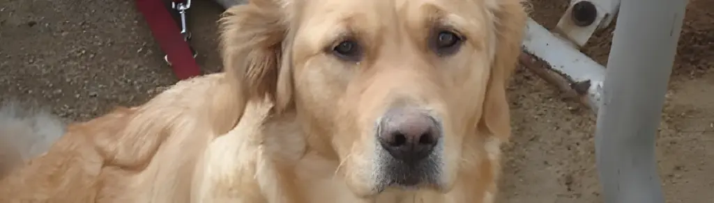 Golden Retriever lying down outdoors