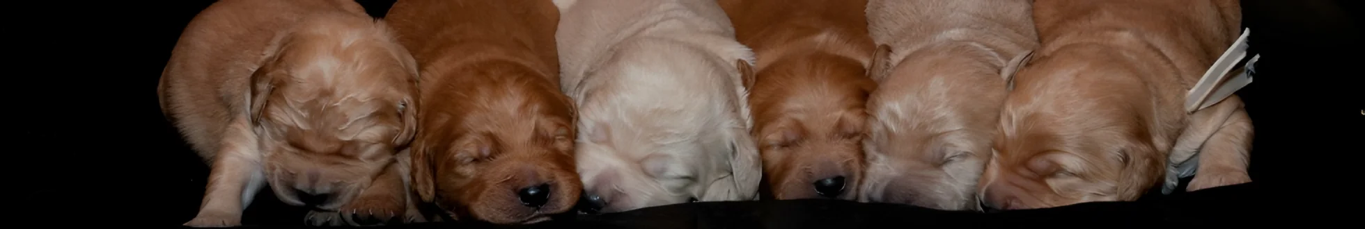 Six newborn Goldendoodle puppies from one of our past litters, asleep side by side