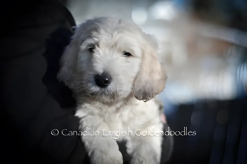Grey-cream Goldendoodle puppy held against someone's shoulder outdoors