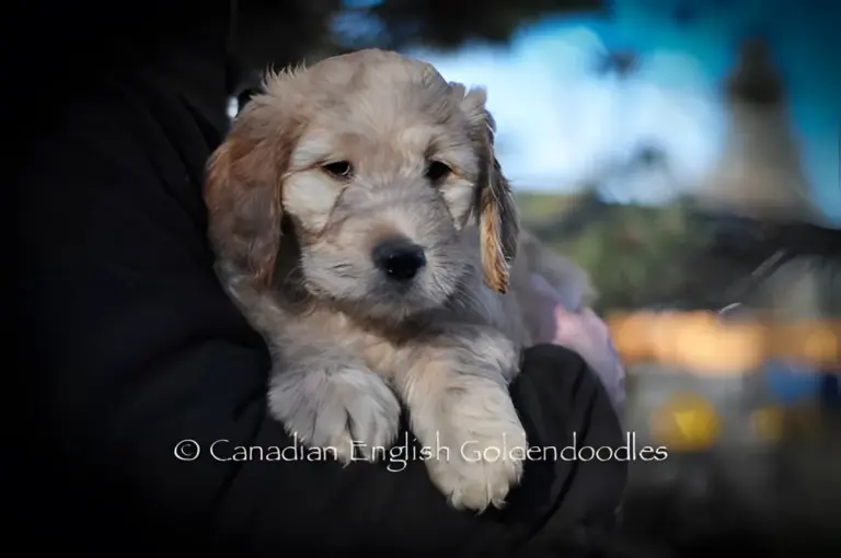 Grey-cream Goldendoodle puppy held with its paws over someone's arm