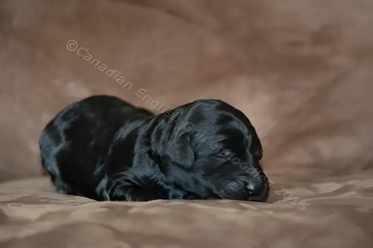 One-week-old black Goldendoodle puppy asleep on a brown couch
