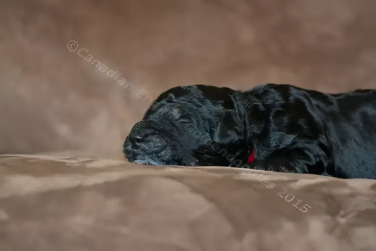 One-week-old black Goldendoodle puppy on a brown couch