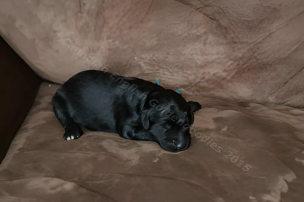 One-week-old black Goldendoodle puppy on a brown couch