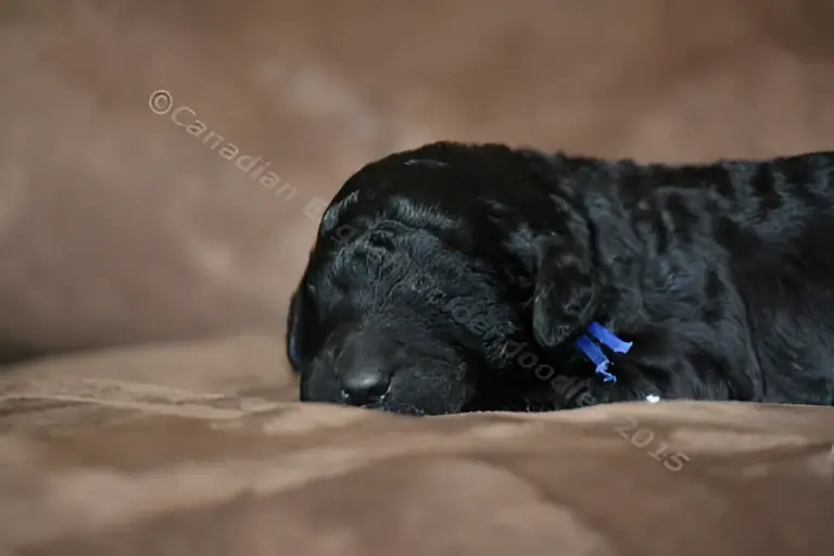 One-week-old black Goldendoodle puppy with a blue ribbon on a brown couch