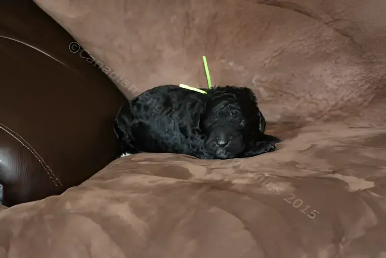 One-week-old black Goldendoodle puppy with a green ribbon on a couch