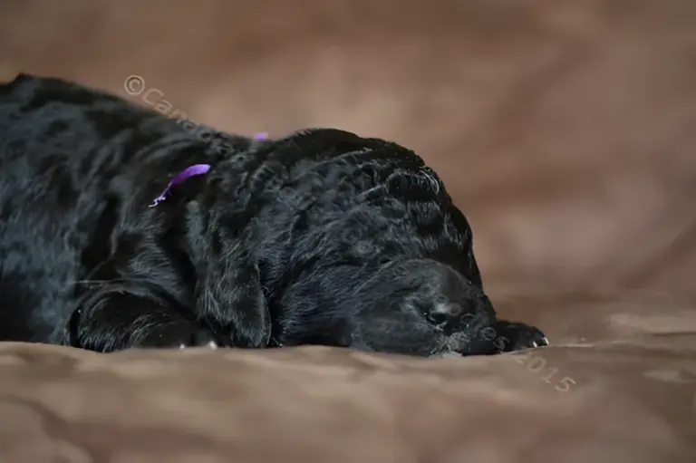 One-week-old black Goldendoodle puppy with a purple ribbon on a brown couch