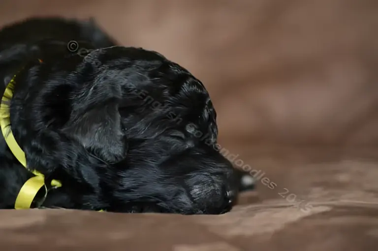One-week-old black Goldendoodle puppy with a yellow ribbon on a brown couch
