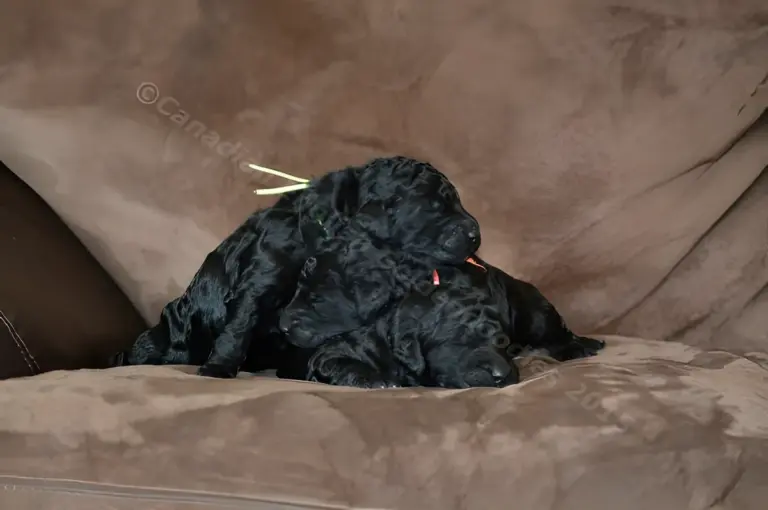 One-week-old black Goldendoodle puppy with a yellow ribbon on a brown couch