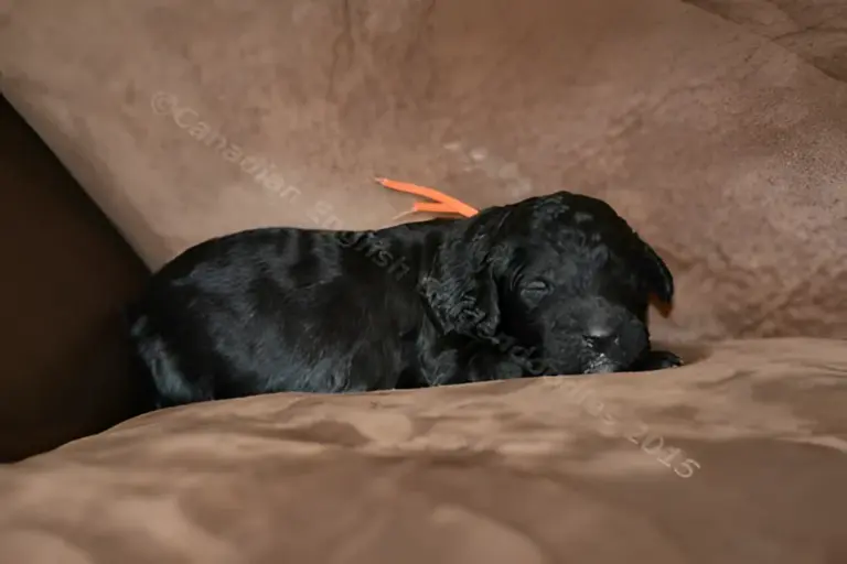 One-week-old black Goldendoodle puppy with an orange ribbon on a brown couch