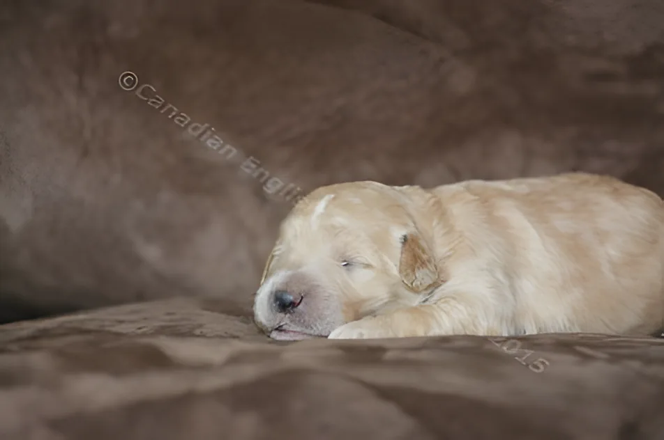 One-week-old cream Goldendoodle puppy asleep on a brown couch
