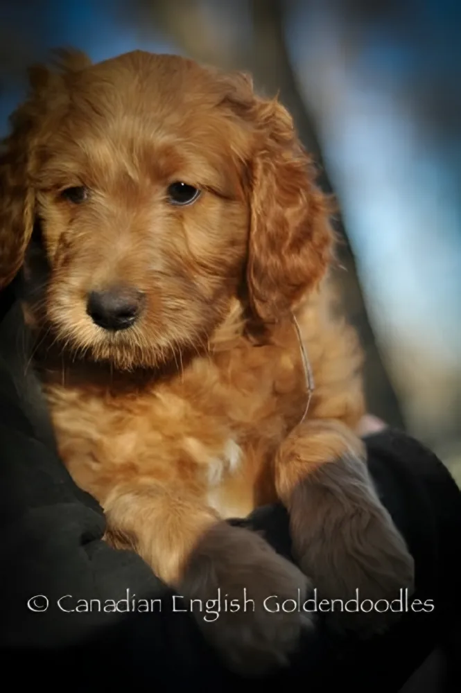 Red Goldendoodle puppy held in someone's arms outdoors