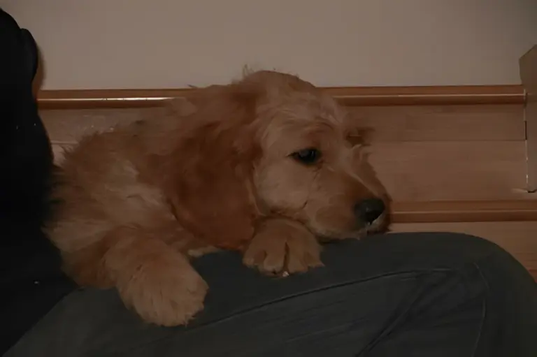 Red Goldendoodle puppy lying across someone's lap