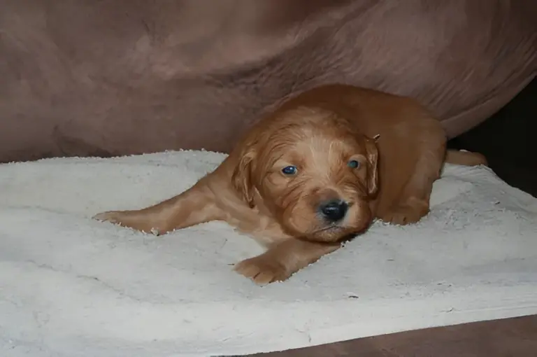 Red Goldendoodle puppy lying on a towel