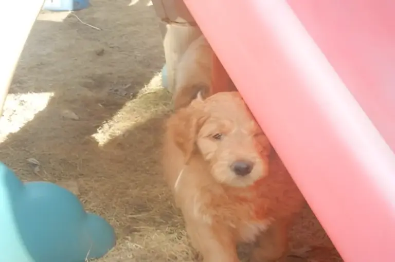 Red Goldendoodle puppy playing outdoors beside a pink toy slide