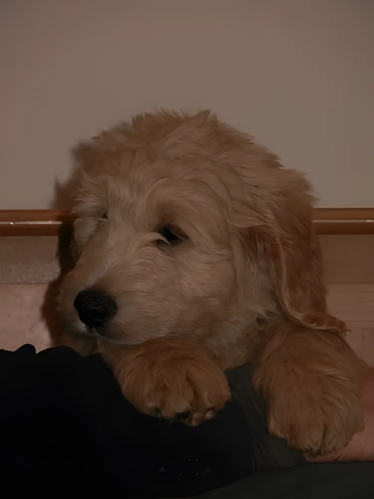 Red Goldendoodle puppy resting on someone's lap