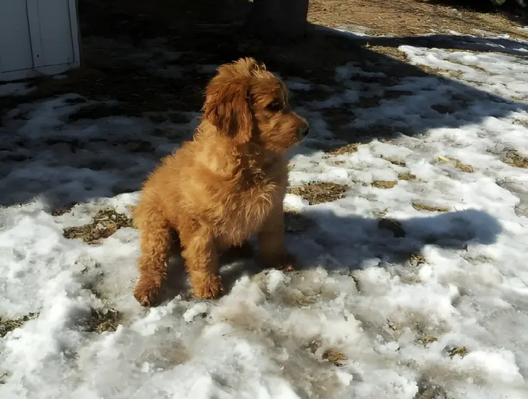 Red Goldendoodle puppy standing in the snow