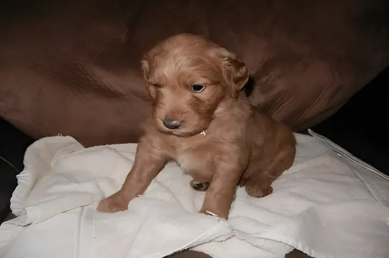 Red Goldendoodle puppy standing on a towel