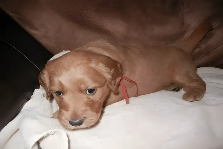 Red Goldendoodle puppy with a red ribbon lying on a blanket