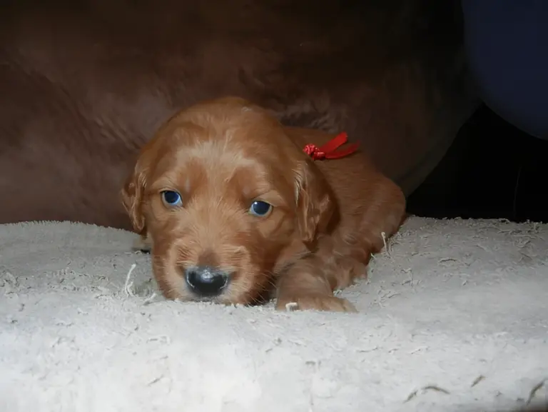 Red Goldendoodle puppy with a red ribbon lying on fleece