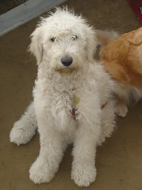 Shaggy white Goldendoodle sitting indoors