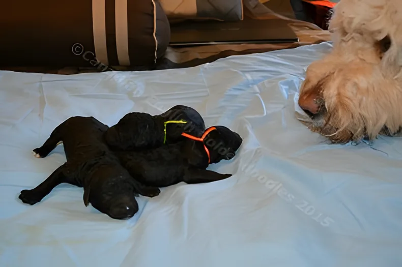 Stella lying beside her newborn black puppies on blue bedding