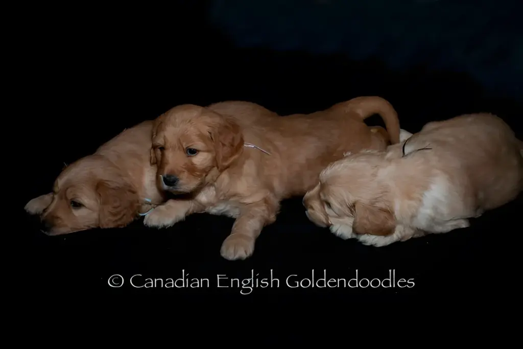 Three apricot Goldendoodle puppies napping on a dark blanket