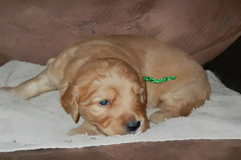 Two apricot Goldendoodle puppies lying together on fleece