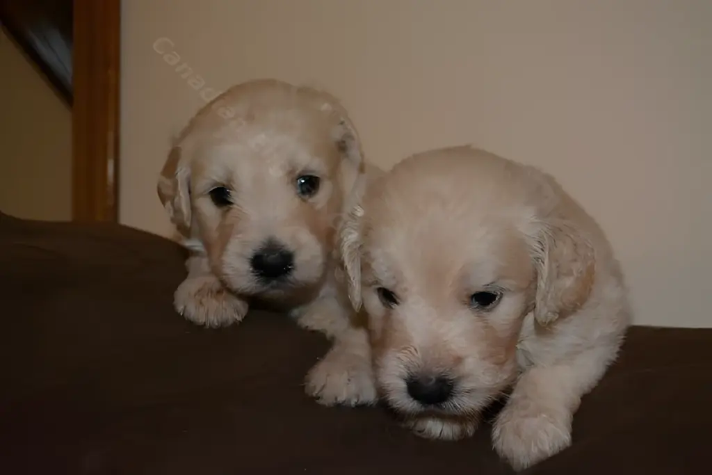 Two cream four-week-old F1 Goldendoodle puppies on a couch