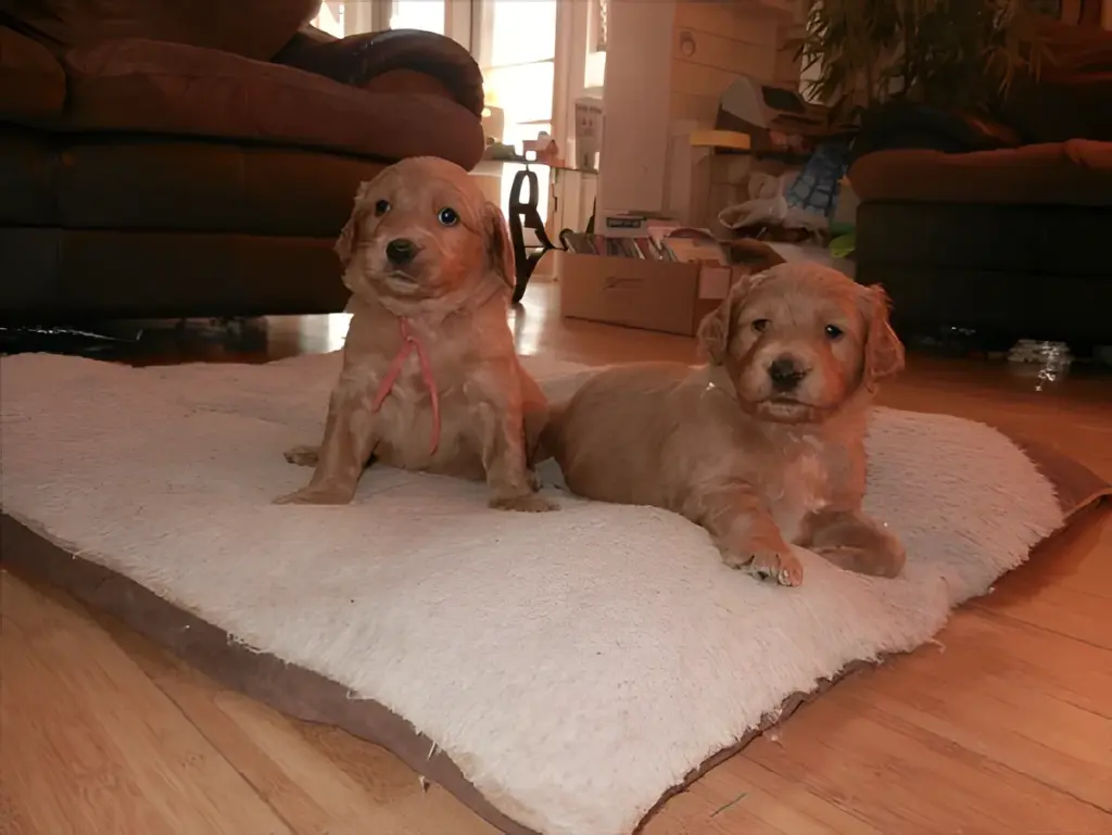Two red Goldendoodle puppies on a dog bed in a living room