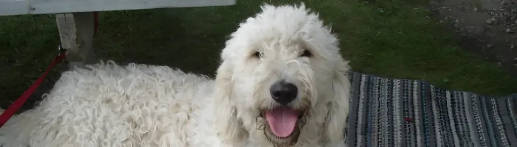 White Goldendoodle lying on a rug on the grass