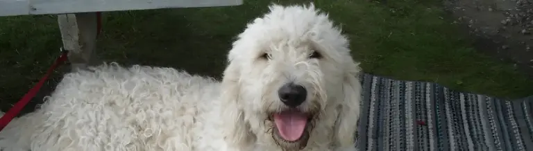 White Goldendoodle lying on a rug on the grass
