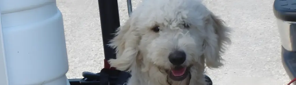 White Goldendoodle smiling outdoors