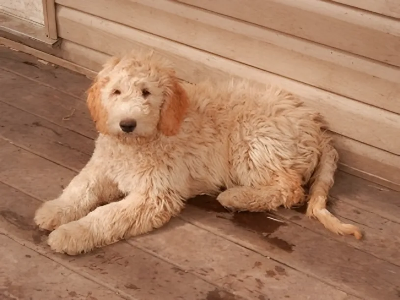 Young apricot Goldendoodle lying on a wooden deck