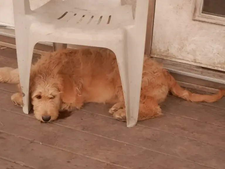 Young apricot Goldendoodle lying under a patio chair