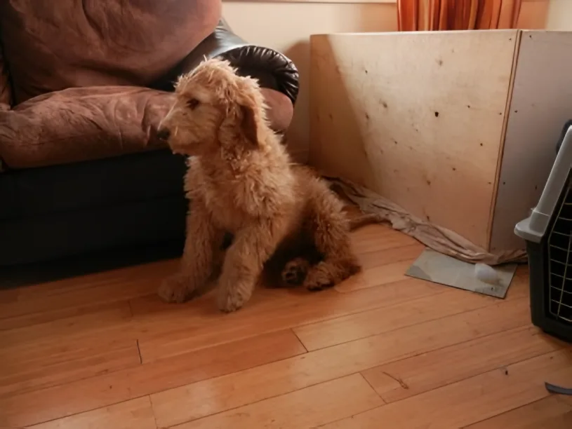 Young apricot Goldendoodle sitting in a living room