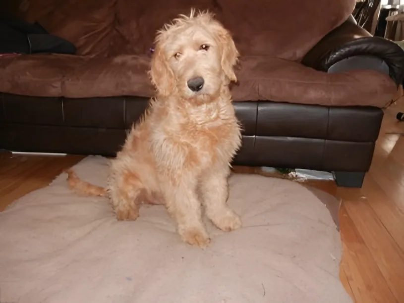 Young apricot Goldendoodle sitting on a dog bed