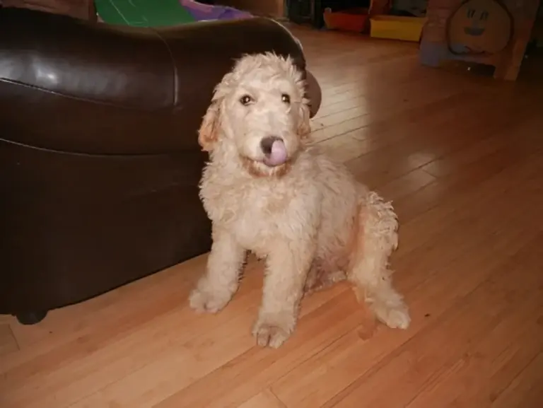 Young cream Goldendoodle sitting on a hardwood floor